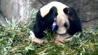 男子拿可乐砸大熊猫称请其喝可乐 已经被警方带走