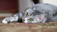 猫在洗衣机里洗了2分钟才被发现 猫：脑瓜子嗡嗡的
