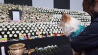 韩国小狗与空难家人告别全程安静 已被动保组织收养