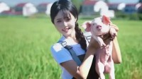 空姐裸辞回家养猪 狐狸精腌入味的动态图
