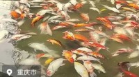 重庆观音桥步行街观光鱼突然大量死亡 警方：已送检