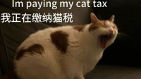 美国网友涌入小红书“交猫税” 浏览量已超170万