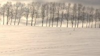 够狠！日本北海道阻无良游客未果 直接将景点砍掉