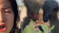女子养100只鸵鸟做吃播：魔性吃相平静疯感吸粉百万