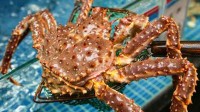 今年帝王蟹的价格一点也不帝王 能被端上餐桌C位