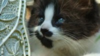 最爱猫的一集!玩家在《怪猎荒野》中重现去世的宠物猫