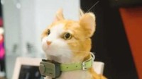 宠物手机？PetPhone亮相2025年世界移动通信大会