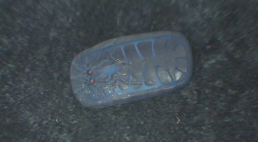 《怪物猎人：荒野》大虚无动位置及捕获方法