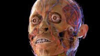 冷知识：人是人科现存8种动物中唯一的无危物种