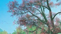 育碧宣传《刺客信条：影》:樱花开了你不来看看嘛？