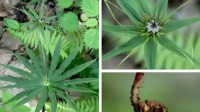 调查显著成果+1 重庆阴条岭发现多种珍稀重楼属植物