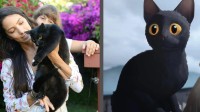 《猫猫的奇幻漂流》成功后 巴西收养黑猫数量暴增！