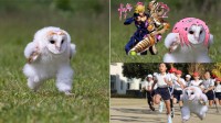 “跑路的猫头鹰宝宝”meme反复火上热搜 摄影师不解