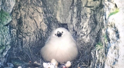 《怪物猎人：荒野》超大柔毛秧鸡位置分享