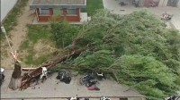 智搜谈10级以上大风风力有多大 10级就可以连根拔树