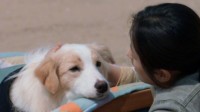 狗狗拍电影死亡戏用上了机械替身：科技先行做到动保