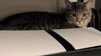 玩家的PS5被当成猫窝了 网友：猫毛地狱警告