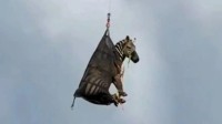 美国宠物斑马上演大逃亡 自由一周被飞机吊回家