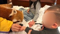酒店提供小熊猫叫早服务引争议 林业局：已责令整改