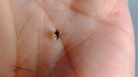 中科院官方：“O型血的人更招蚊子”其实是个谣言
