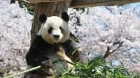 旅日大熊猫爽爽标本被运回国:心衰去世 约为百岁老人