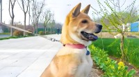 中华田园犬禁养登上热搜 多地拟解禁中华田园犬