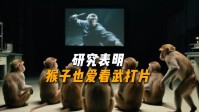 研究表明猴子也爱看武打片：与人类视觉偏好相似