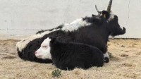 两个世界首例:体细胞克隆牦牛、犏牛在西藏诞生!