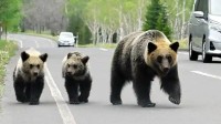 五旬送报员遭袭致死 日本北海道发布首次