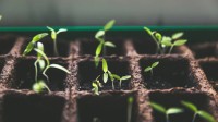 改写光合作用！麻省理工科学家让植物加速生长