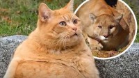 真有点像 美国小学误将胖橘猫认作美洲狮紧急停课