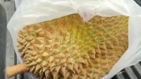 太惨！泰国一男子骑摩托追尾皮卡 一头扎到榴莲上