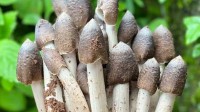 网购“鸡枞菌种”却种出毒蘑菇 专家称网售多为假货
