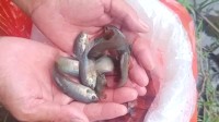 佛山5200条“灭蚊鱼”上岗 以蚊卵及蚊幼虫为食