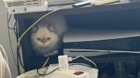 外网热议：萌猫霸座PS5 网友们操碎了心