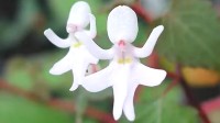 哀牢山发现7株“冥界之花” 一碰就枯萎