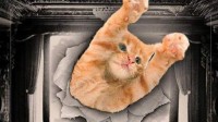 猛男必看！《2025年猫视频节》位列周末票房第12位