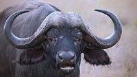 美国百万富翁在南非狩猎 遭巨型水牛袭击身亡