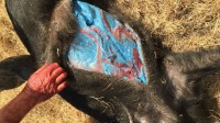 美国加州惊现“阿凡达”野猪肉：切开肉竟是蓝色