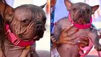 2岁无毛斗牛犬佩妮娅 获评2025世界最丑狗大赛冠军