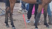 宠物狗没栓绳景区内咬马致游客坠落 被马一脚踢废