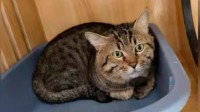 主人欠钱3岁狸花猫被500元拍卖 工作人员:照顾得很好 