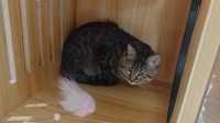 因主人欠钱3岁狸花猫被法拍 已有超5千人报名竞拍