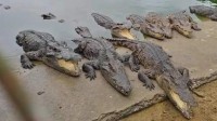 2500斤活鳄鱼被拍卖！这“鳄了么”订单需到场自提