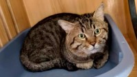 3岁网红狸花猫被撤销拍卖 已被爱猫人士领走