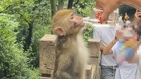 大爷喂野生猴子喝白酒还夸其海量 后面还有人拿槟榔