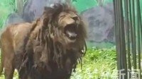 动物园狮子因不爱洗澡走红 毛发干枯酷似乞丐