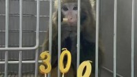 创亚洲纪录！接受猪肾移植后猕猴已健康存活超300天