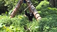 动物园黑猩猩暴打一只鸟被同伴劝阻 园方称或是调皮