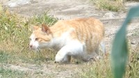 四川一小区物业回应拟捕杀流浪猫 已叫停